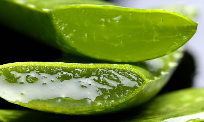 Aloe Vera - Das Superfood für unsere Haut